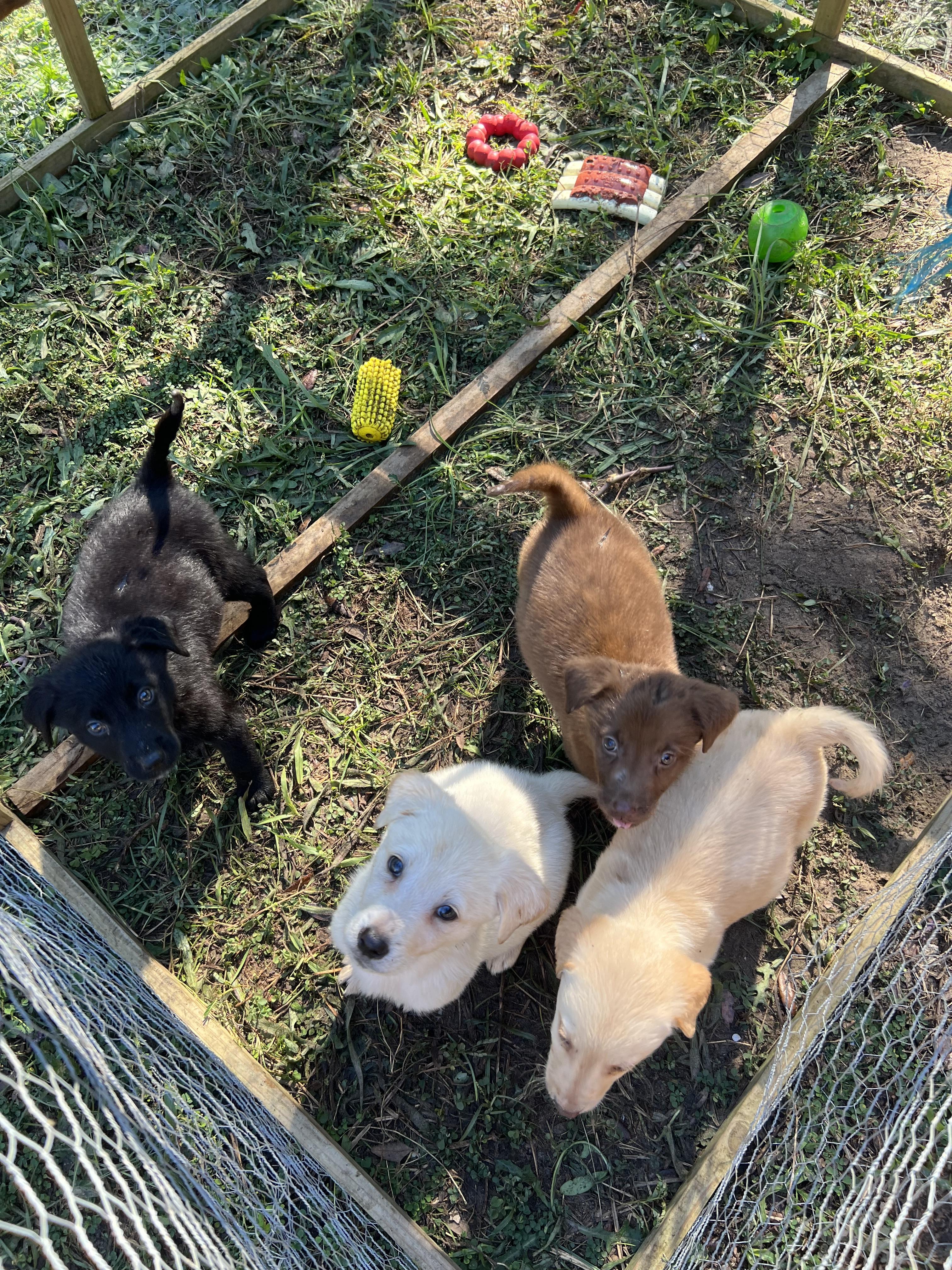 Enlarge Biscoff, a Adopted mixed breed in Bradenton, FL image 5/6