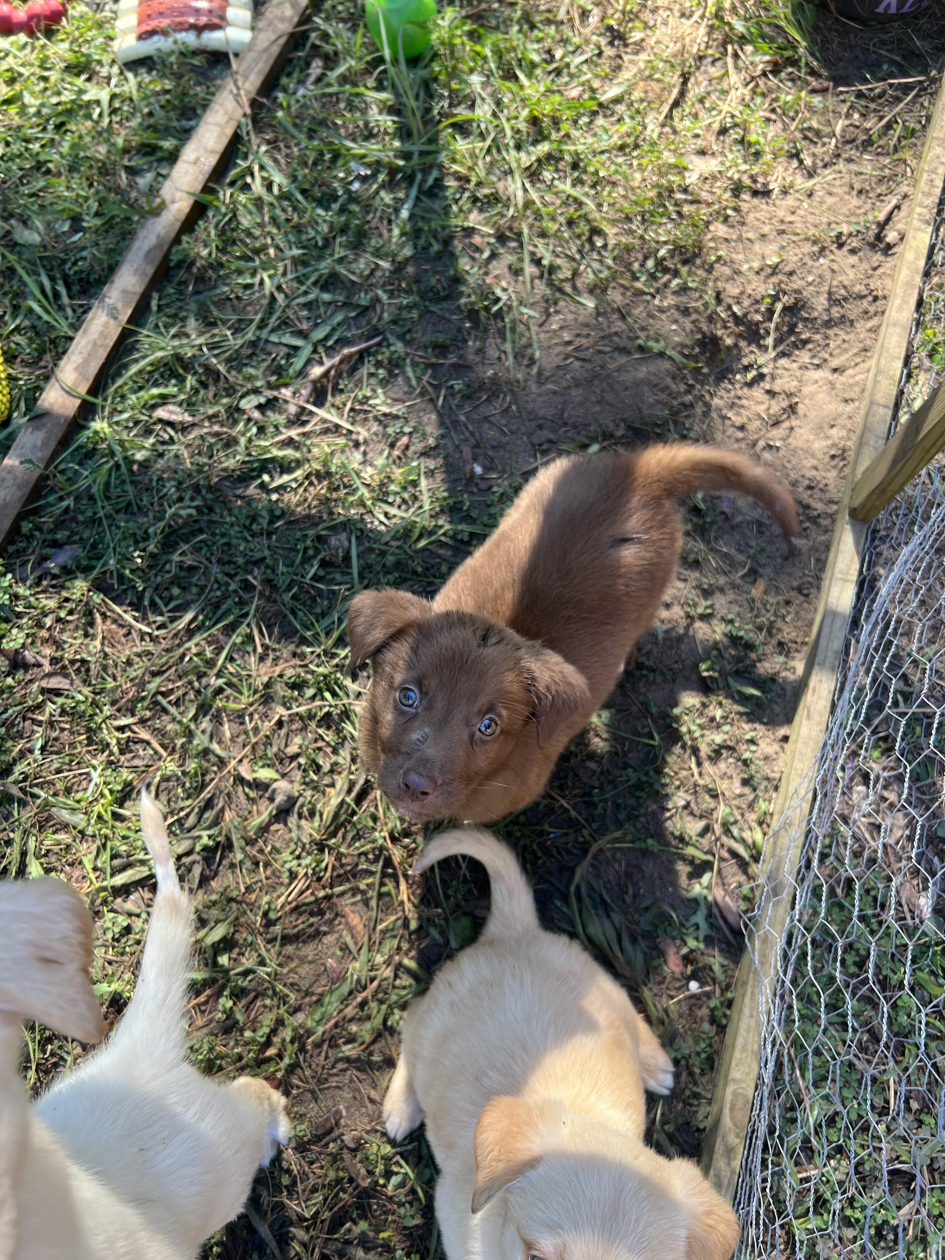 Enlarge Biscoff, a Adopted mixed breed in Bradenton, FL image 6/6