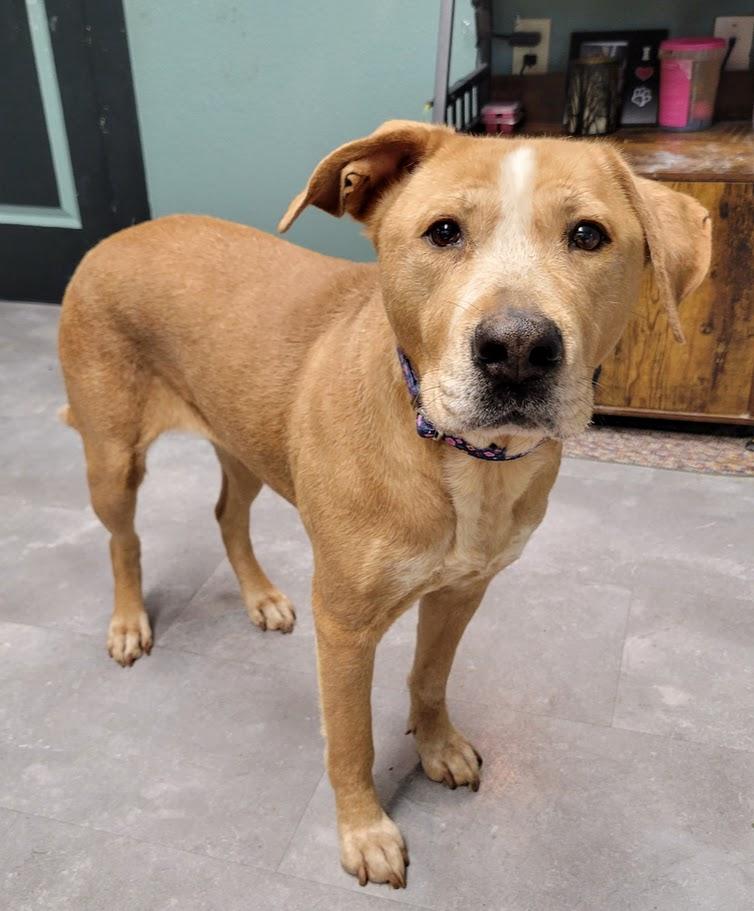 Enlarge Callie, a Adoptable mixed breed in Lisbon, OH image 1/4