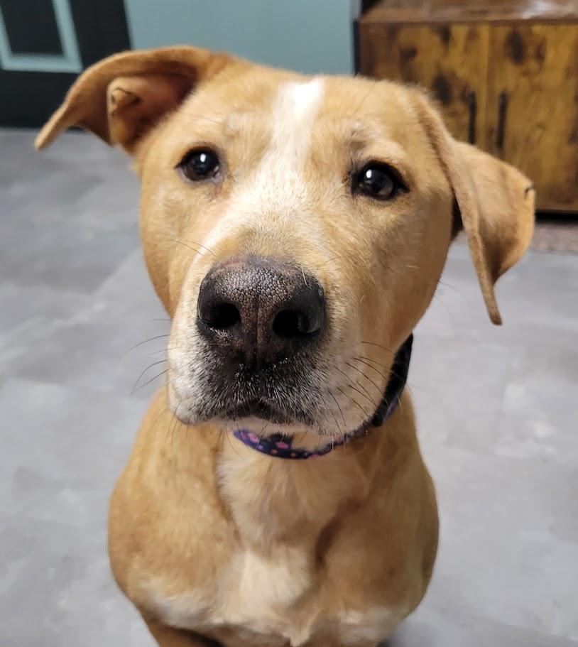 Enlarge Callie, a Adoptable mixed breed in Lisbon, OH image 3/4