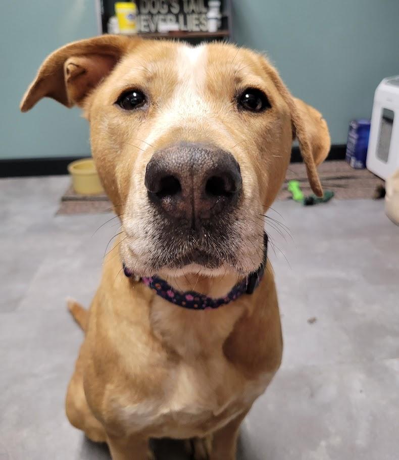 Enlarge Callie, a Adoptable mixed breed in Lisbon, OH image 4/4