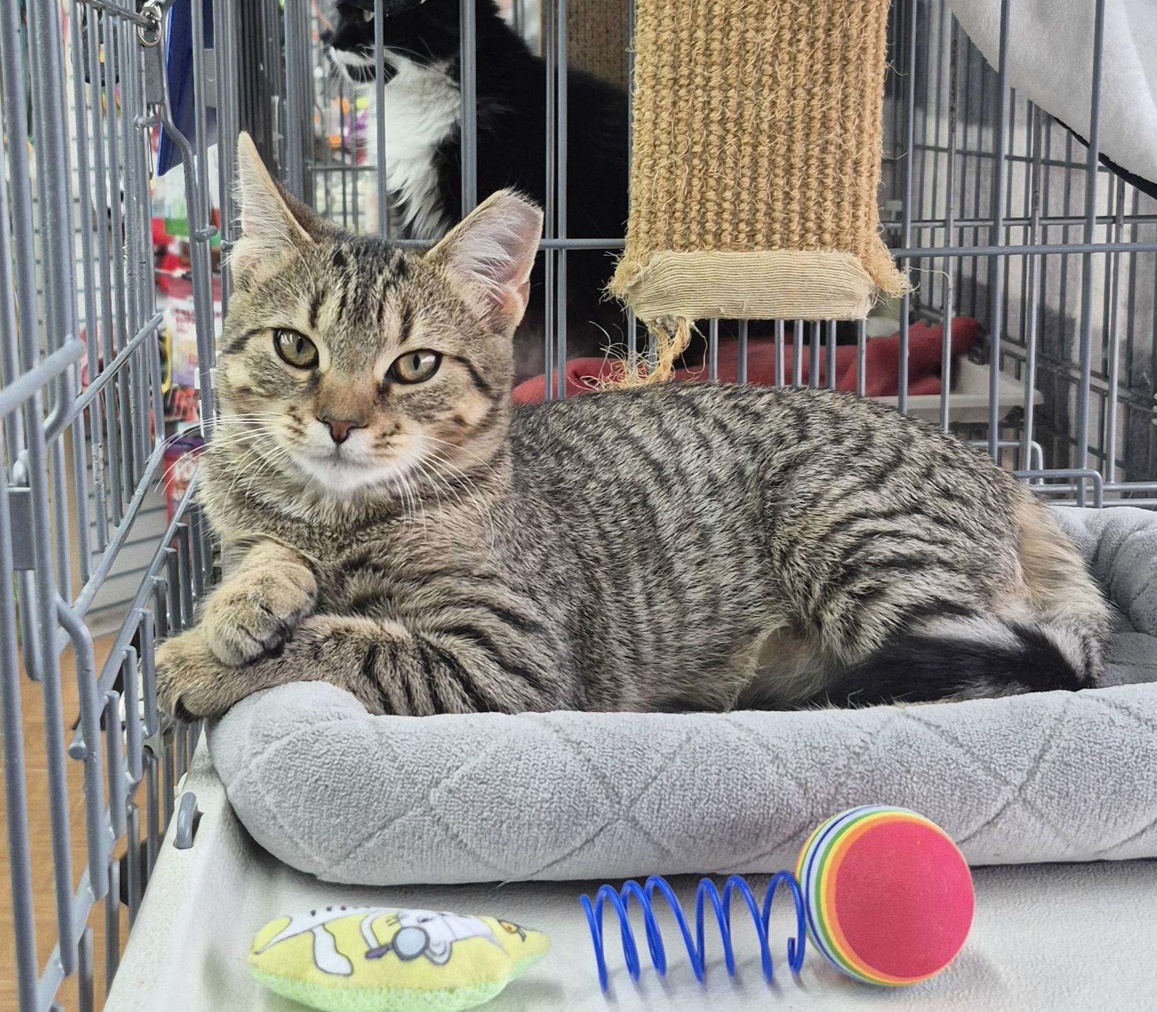 Enlarge Ruthie, a Adoptable Tabby in Raritan, NJ image 3/3