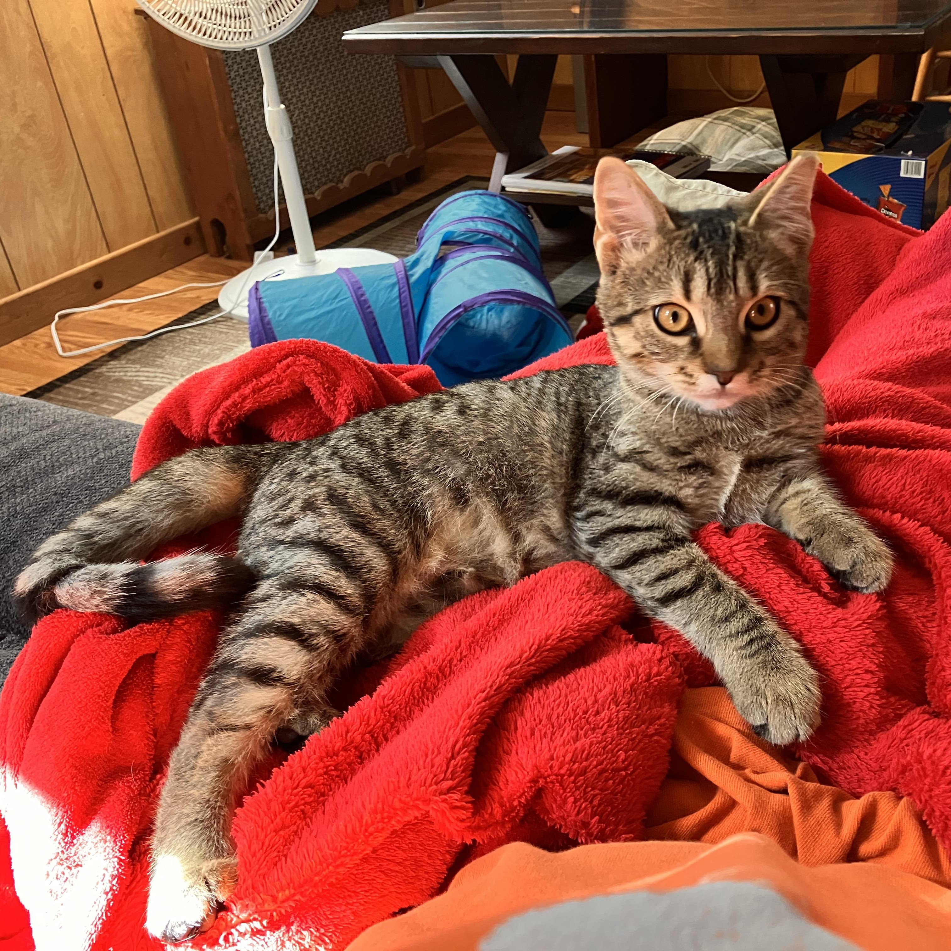 Enlarge Ruthie, a Adoptable Tabby in Raritan, NJ image 1/3