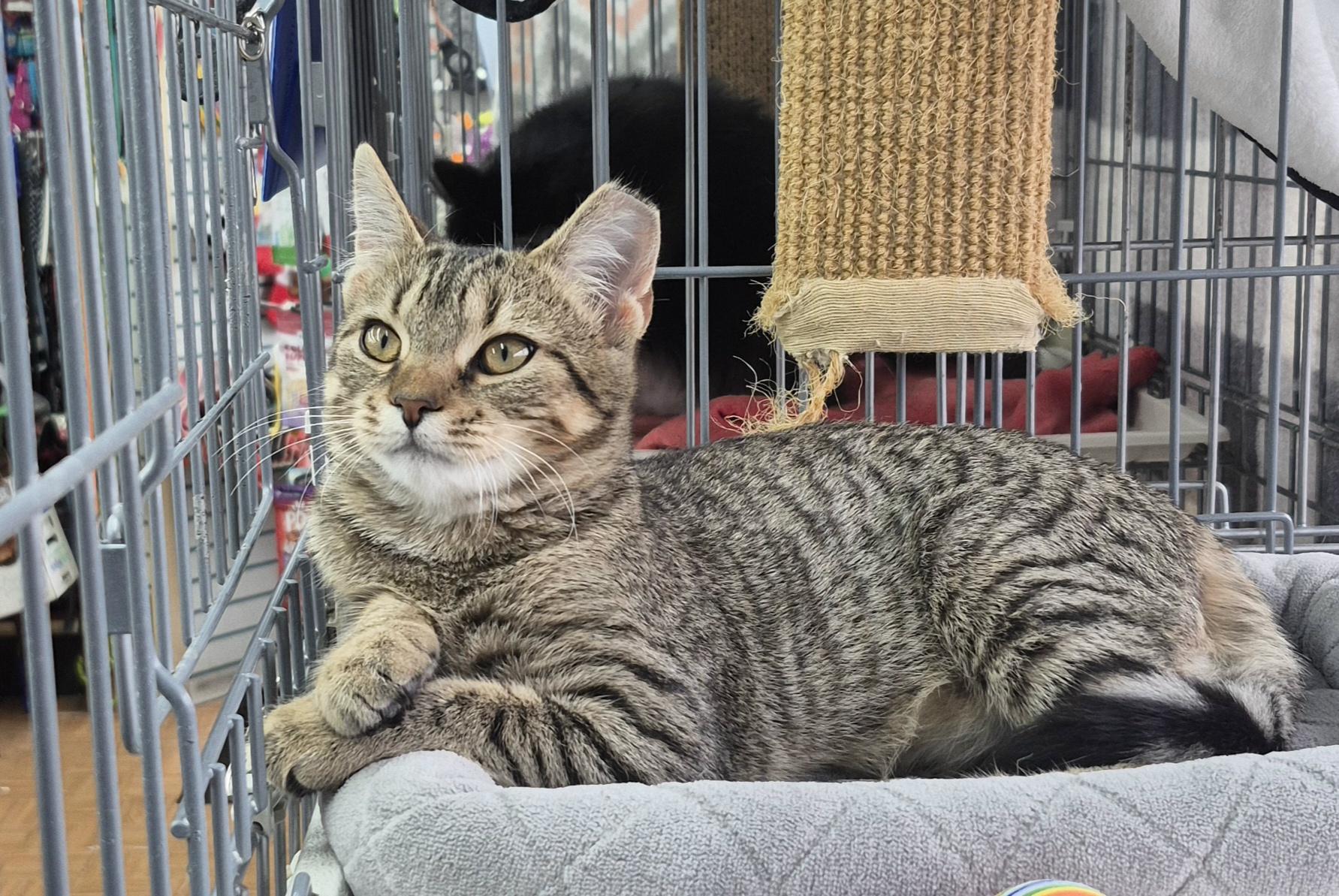 Enlarge Ruthie, a Adoptable Tabby in Raritan, NJ image 2/3