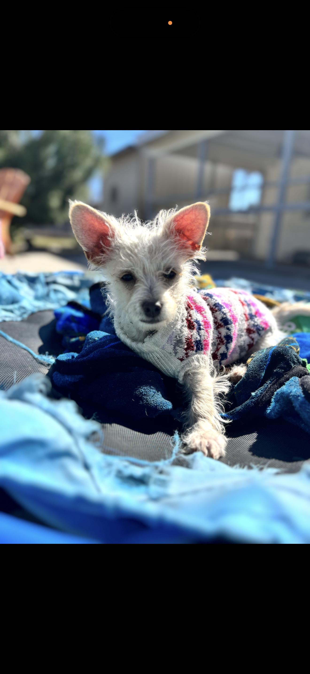 Toffee - The Baby Girl , ADOPTABLE, Puppy Female Maltese.