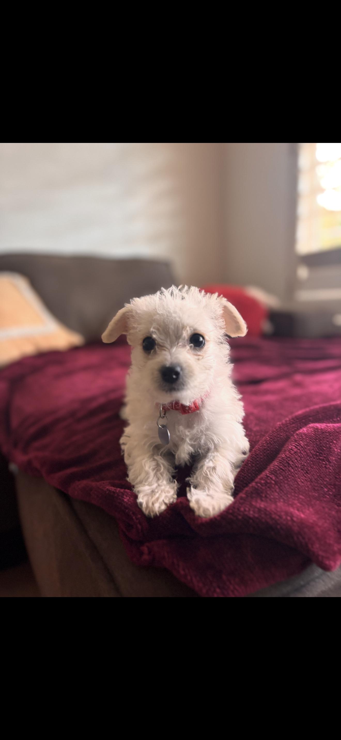 Enlarge Toffee - The Baby Girl , a ADOPTABLE Maltese in North Hollywood , CA image 4/4