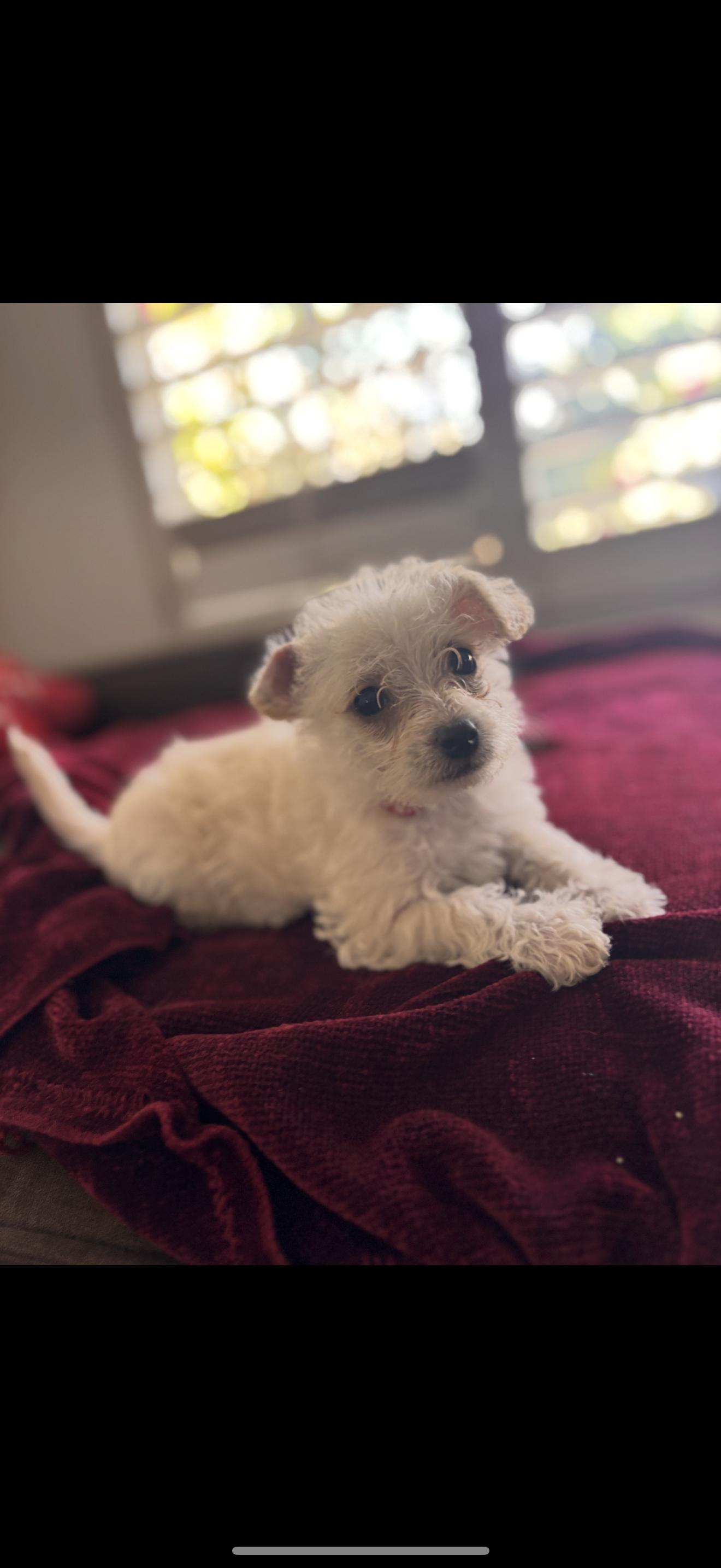 Enlarge Toffee - The Baby Girl , a ADOPTABLE Maltese in North Hollywood , CA image 1/4