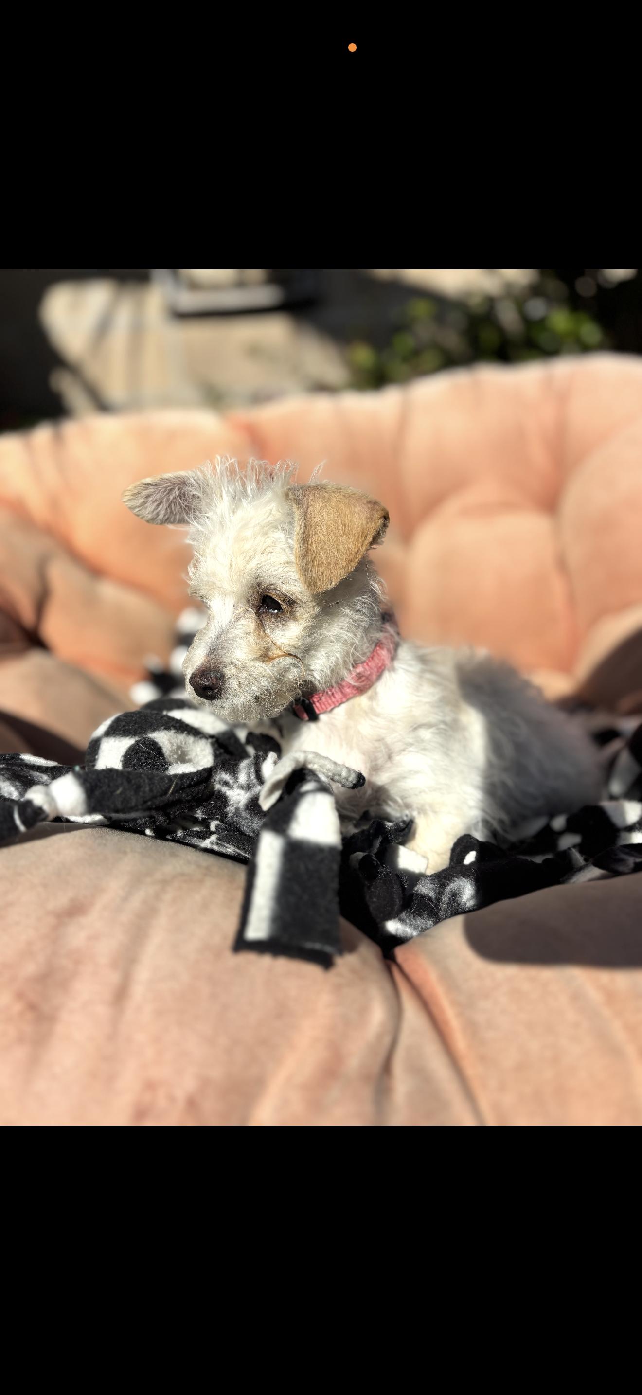 Enlarge Toffee - The Baby Girl , a ADOPTABLE Maltese in North Hollywood , CA image 6/6