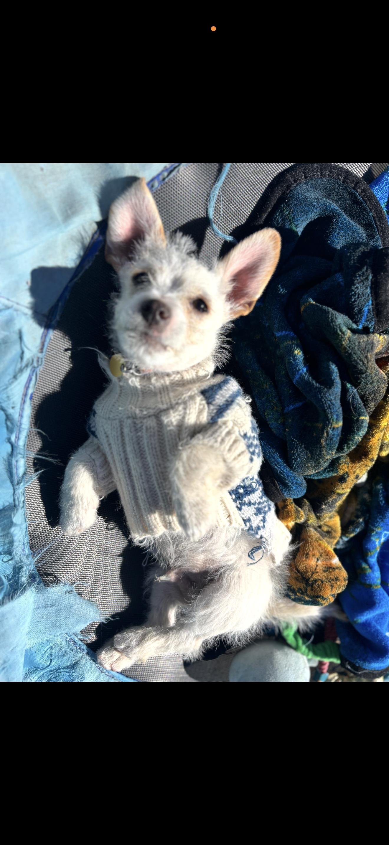 Enlarge Toffee - The Baby Girl , a ADOPTABLE Maltese in North Hollywood , CA image 4/6