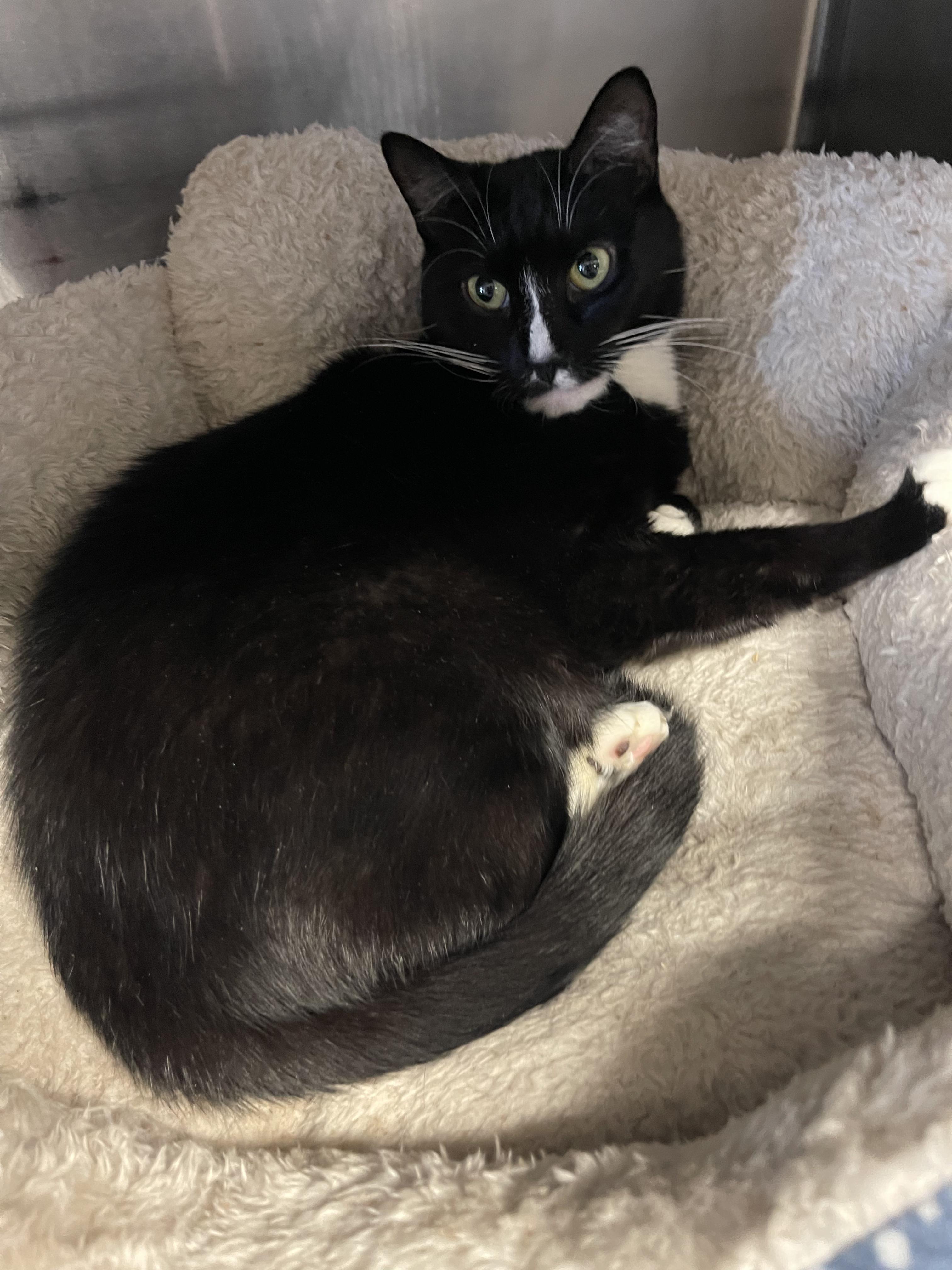 Enlarge Sedona, a ADOPTABLE mixed breed in Old Bridge, NJ image 1/1