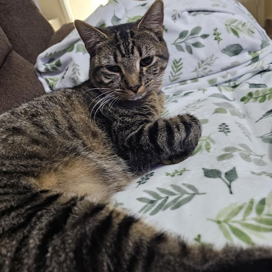 Enlarge Bell, a Adoptable Tabby in boston, MA image 3/4