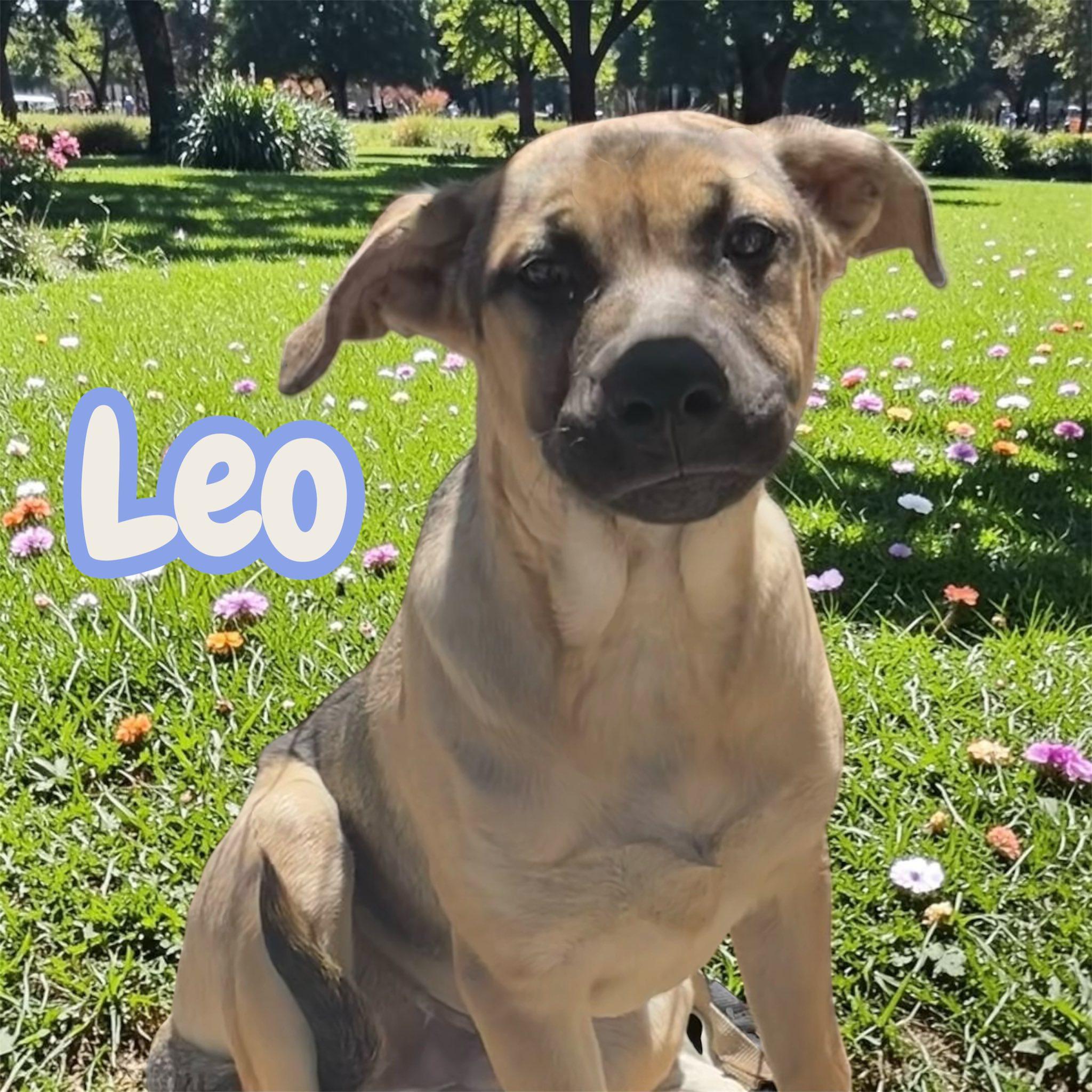 Enlarge Leo (Sunny's Litter) - big, bold, playful, a Adoptable mixed breed in Stratford, CT image 1/3