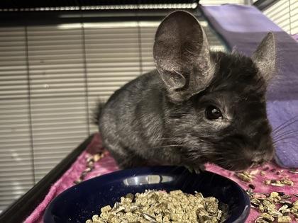 Ernie (tri-pod), Adult Male Chinchilla