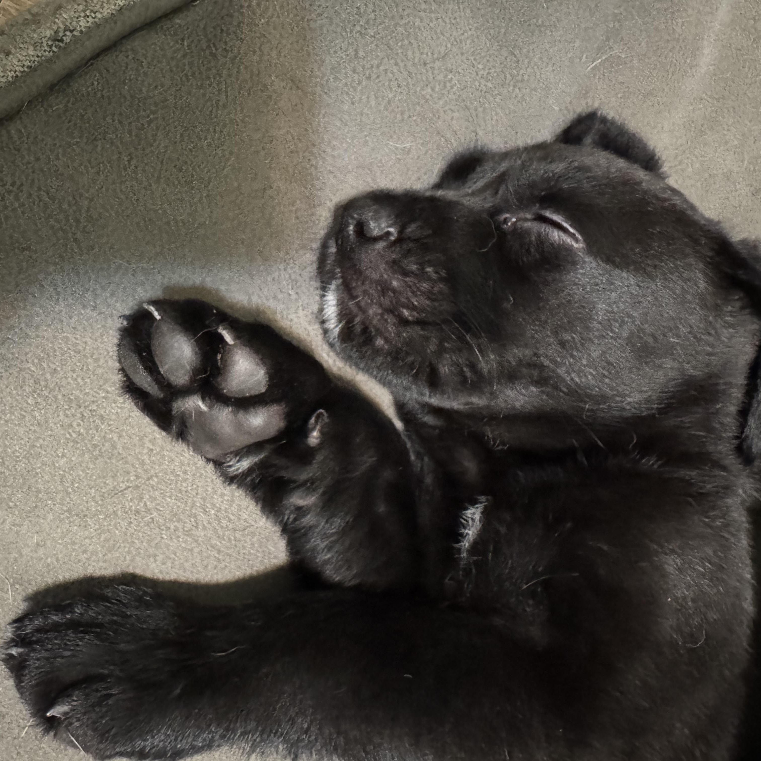 Enlarge Apollo, a Adoptable mixed breed in Brantford, ON image 6/6