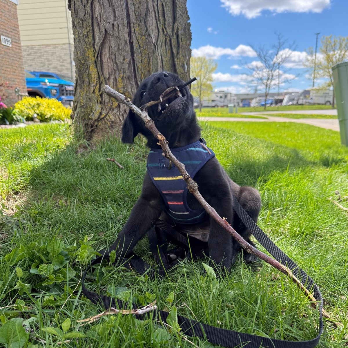 Enlarge Apollo, a Adoptable mixed breed in Brantford, ON image 2/6