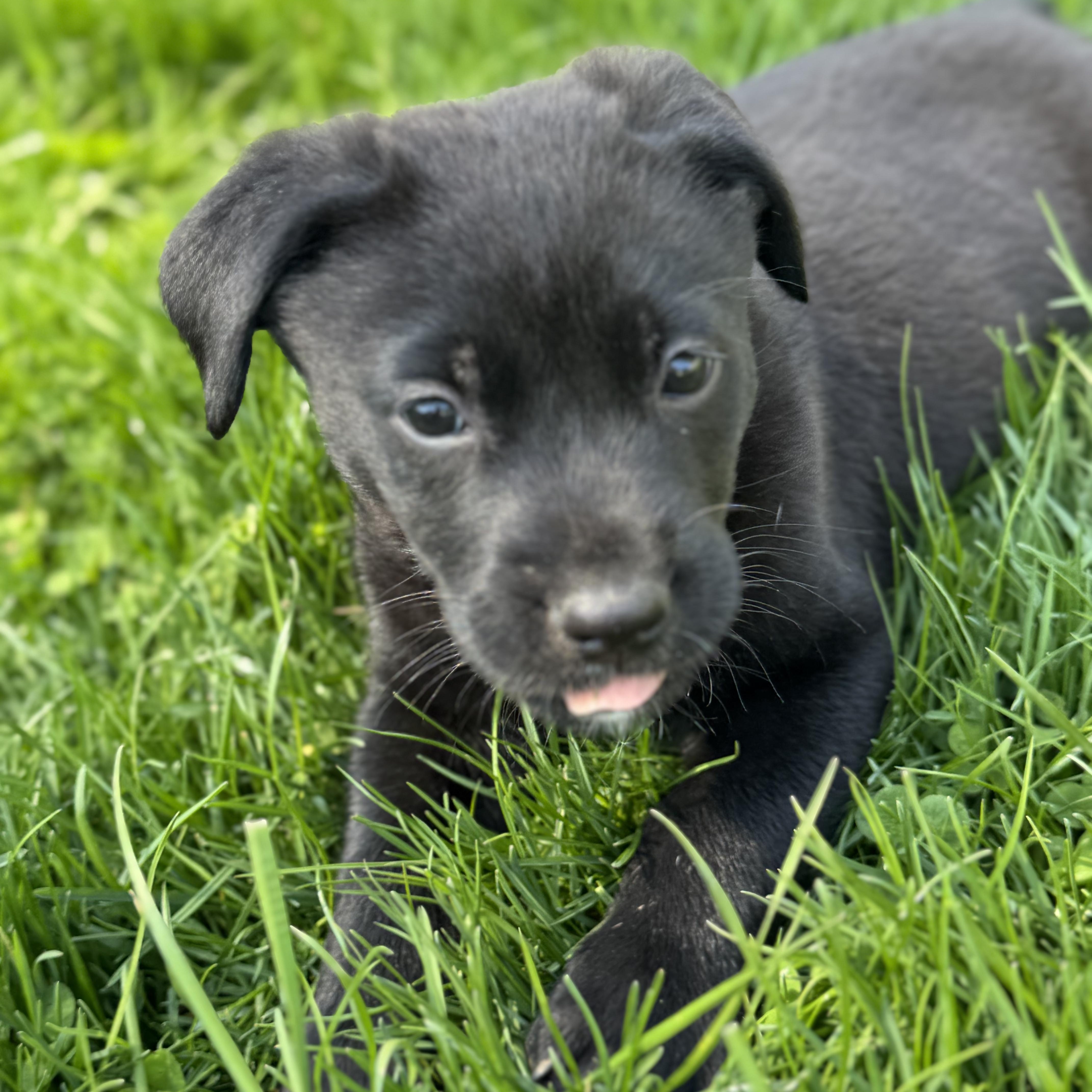 Enlarge Apollo, a Adoptable mixed breed in Brantford, ON image 5/6