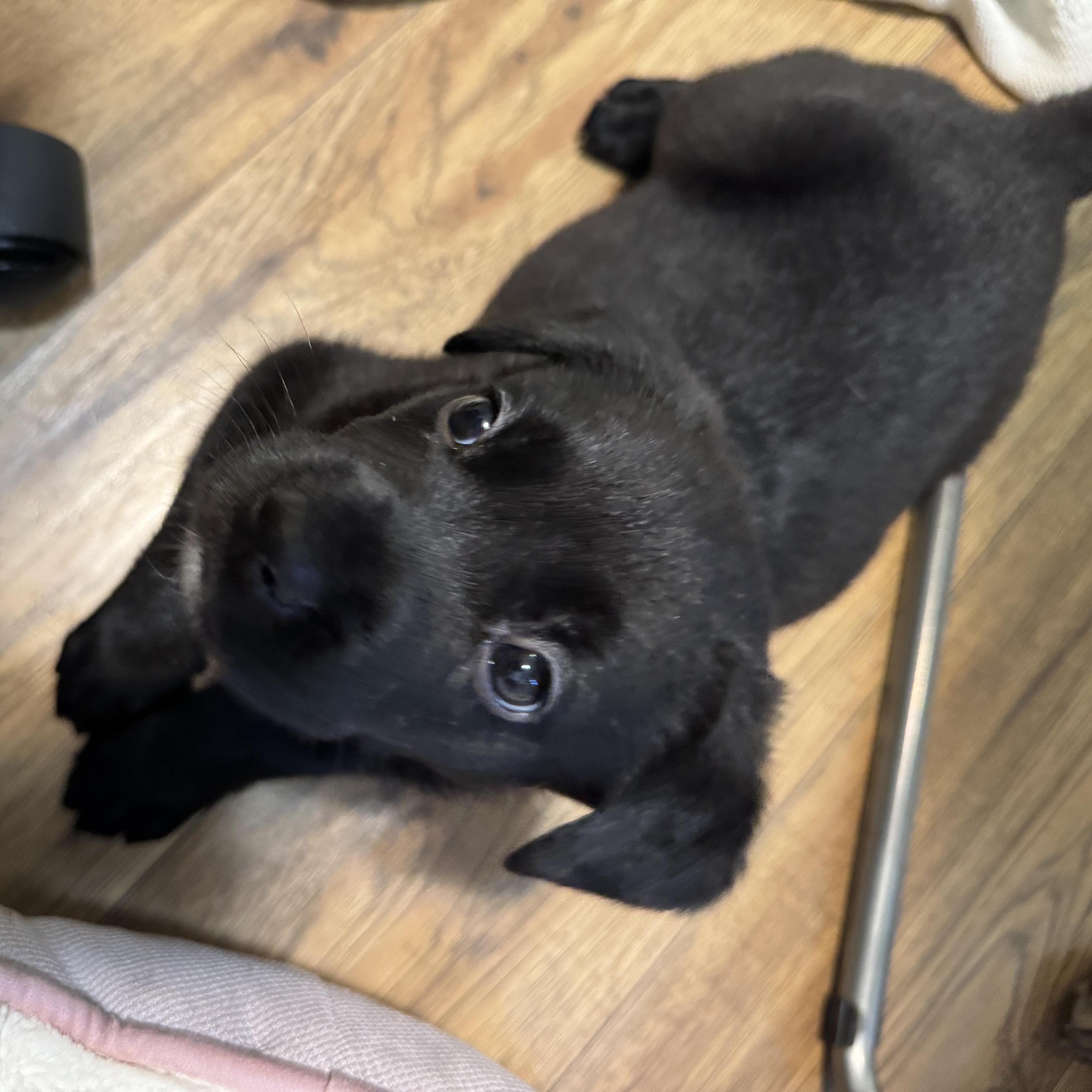 Enlarge Apollo, a Adoptable mixed breed in Brantford, ON image 4/6