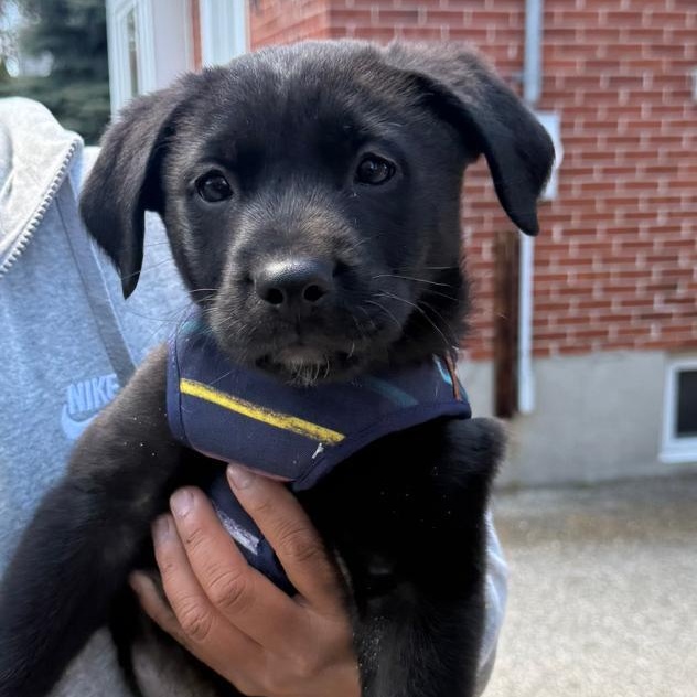 Enlarge Apollo, a Adoptable mixed breed in Brantford, ON image 1/6