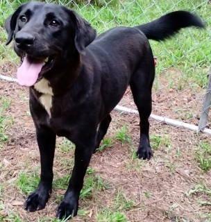 Raine, a ADOPTABLE mixed breed in Chelmsford, MA image 4/5