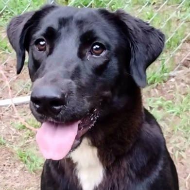 Raine, a ADOPTABLE mixed breed in Chelmsford, MA image 2/5