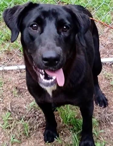 Raine, a ADOPTABLE mixed breed in Chelmsford, MA image 3/5