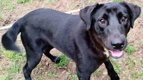 Raine, a ADOPTABLE mixed breed in Chelmsford, MA image 5/5