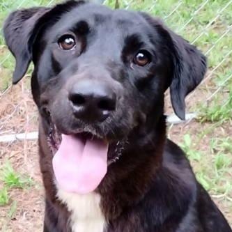 Raine, a ADOPTABLE mixed breed in Chelmsford, MA image 1/5