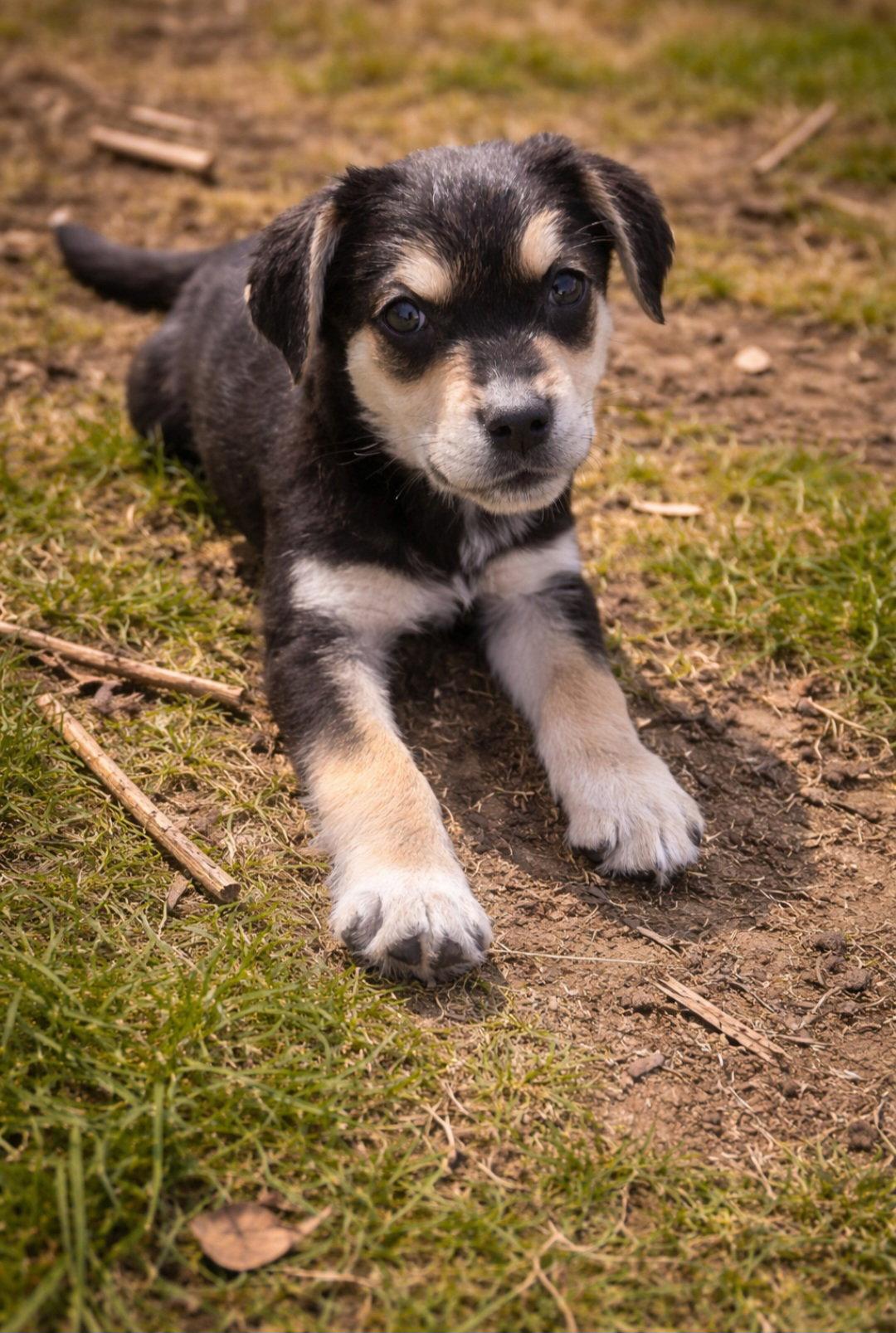 Enlarge Olaf, a Adoptable mixed breed in Elgin, IL image 1/3