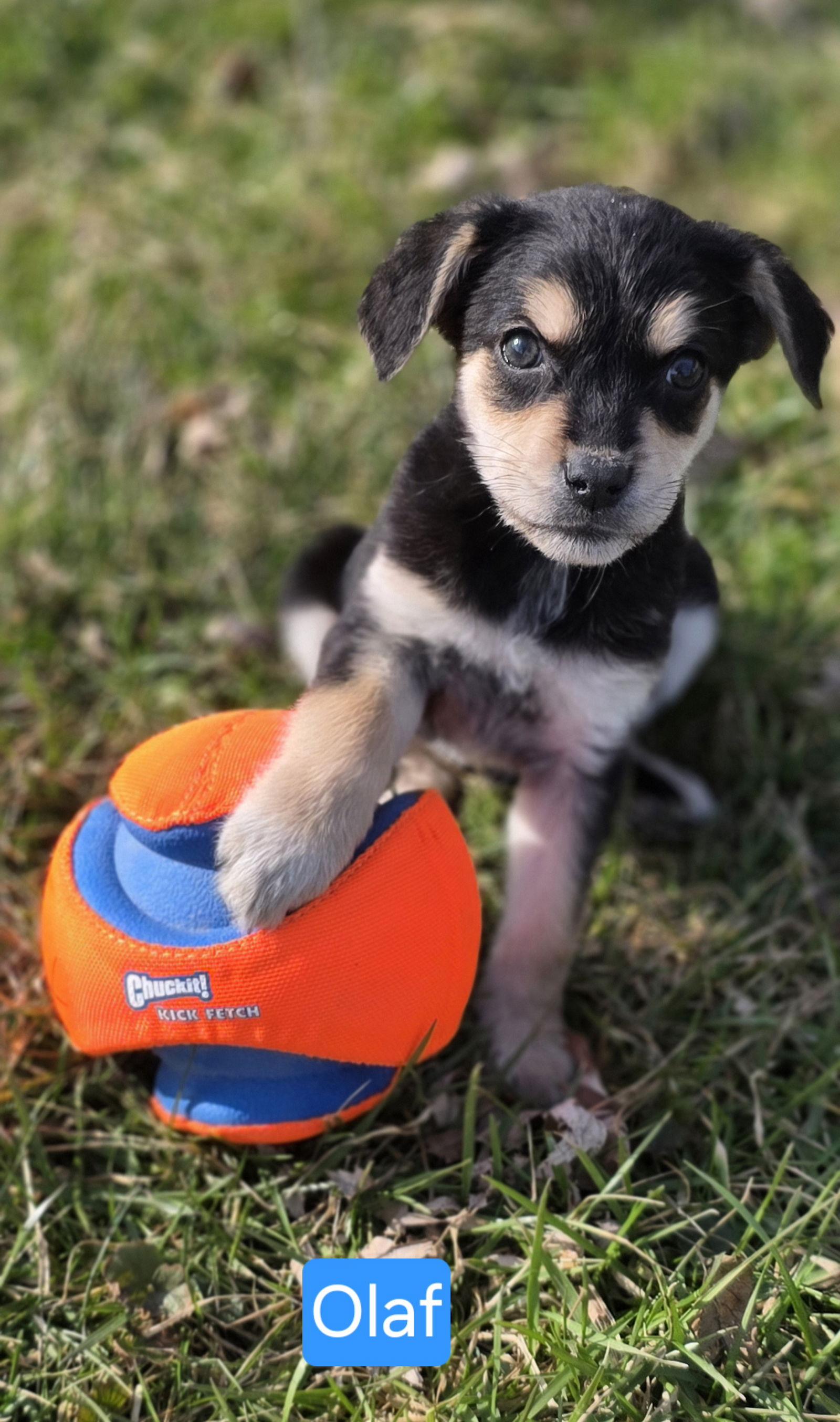 Enlarge Olaf, a Adoptable mixed breed in Elgin, IL image 2/3