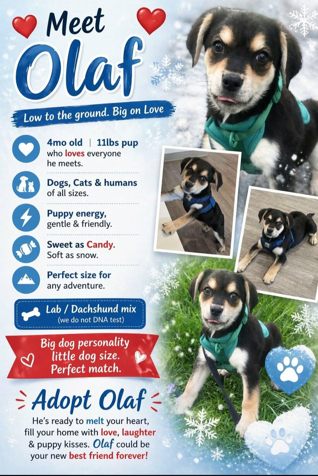 Enlarge Olaf, a Adoptable mixed breed in Elgin, IL image 2/3