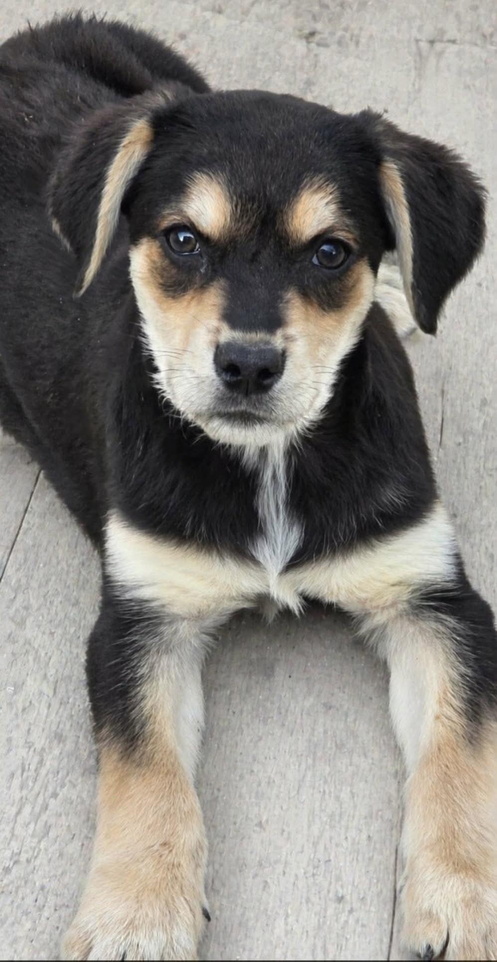 Enlarge Olaf, a Adoptable mixed breed in Elgin, IL image 3/3