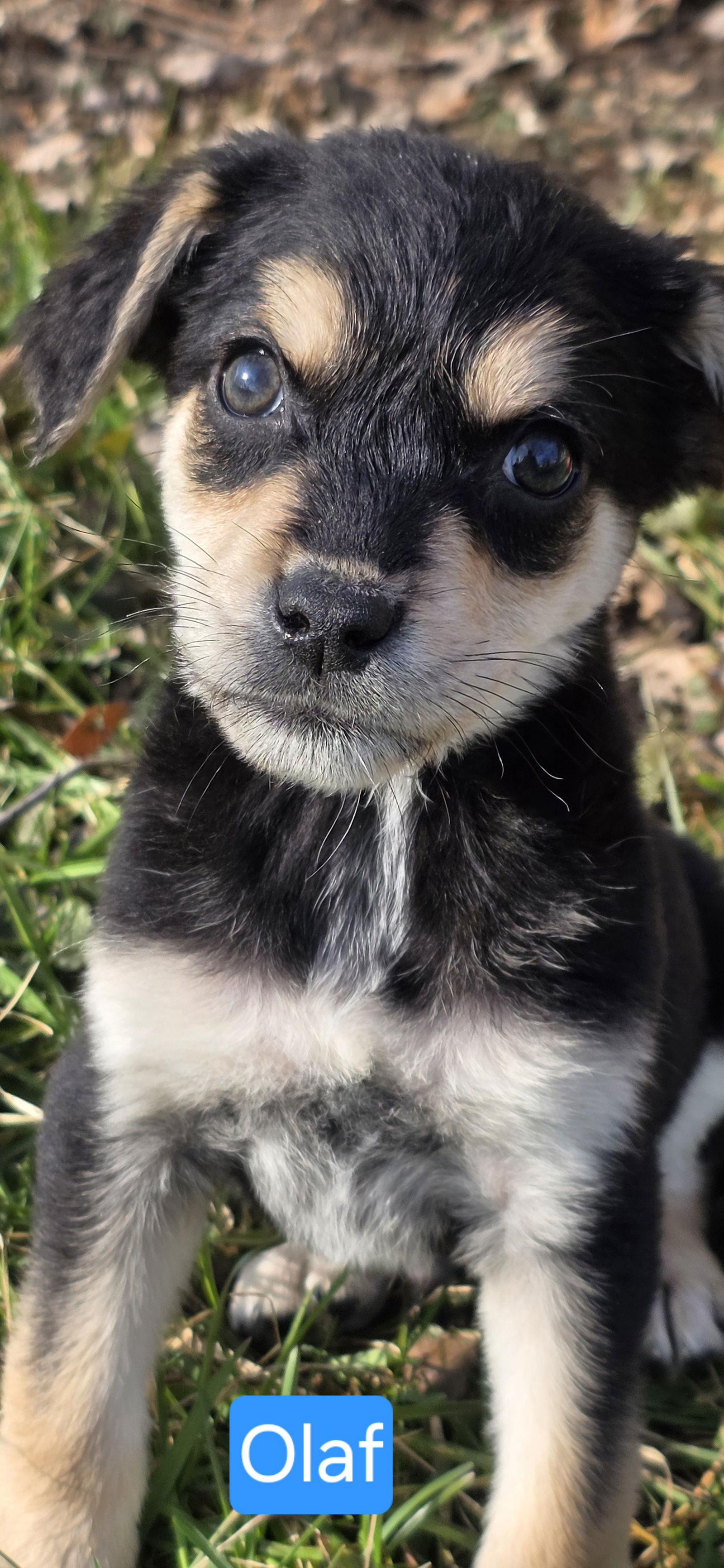 Enlarge Olaf, a Adoptable mixed breed in Elgin, IL image 3/3