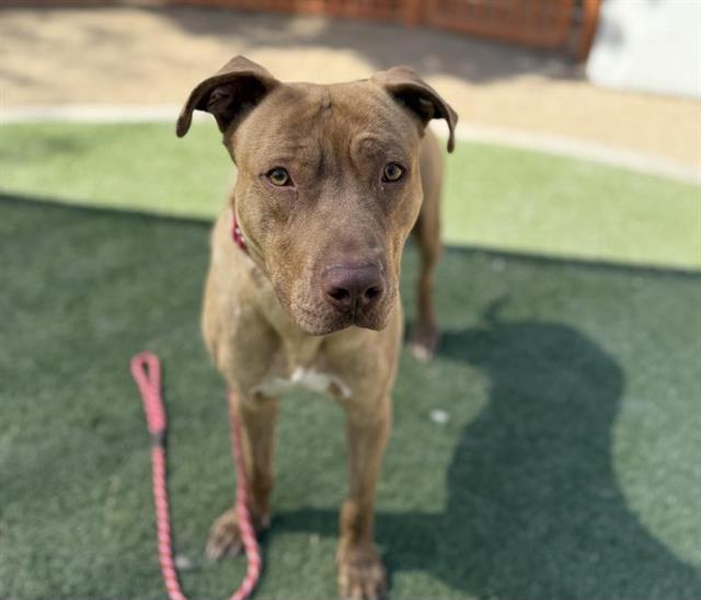 TIMMY, Adoptable, Young Male Pit Bull Terrier & Mixed Breed.