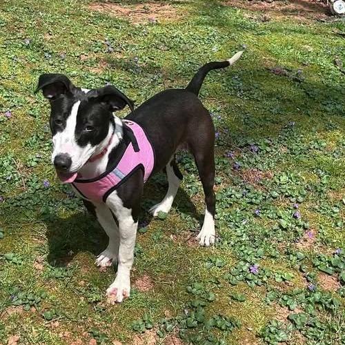 Francis, Adoptable, Young Female Mixed Breed.