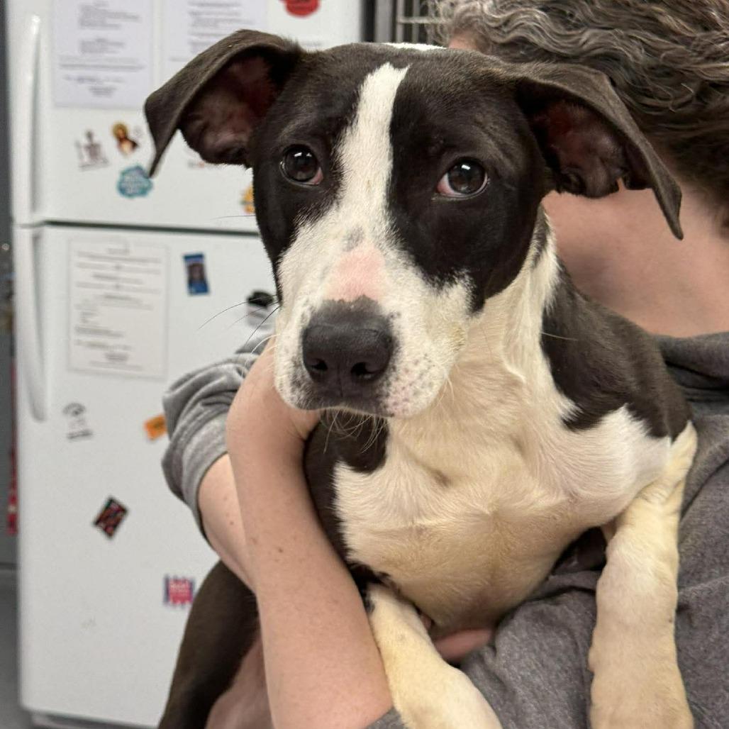 Enlarge Francis, a Adoptable Mixed Breed in Martinsville, VA image 2/3