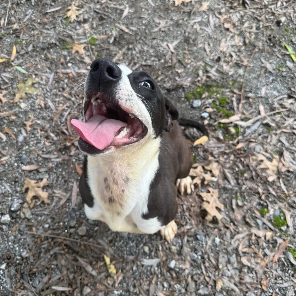 Enlarge Francis, a Adoptable Mixed Breed in Martinsville, VA image 3/6