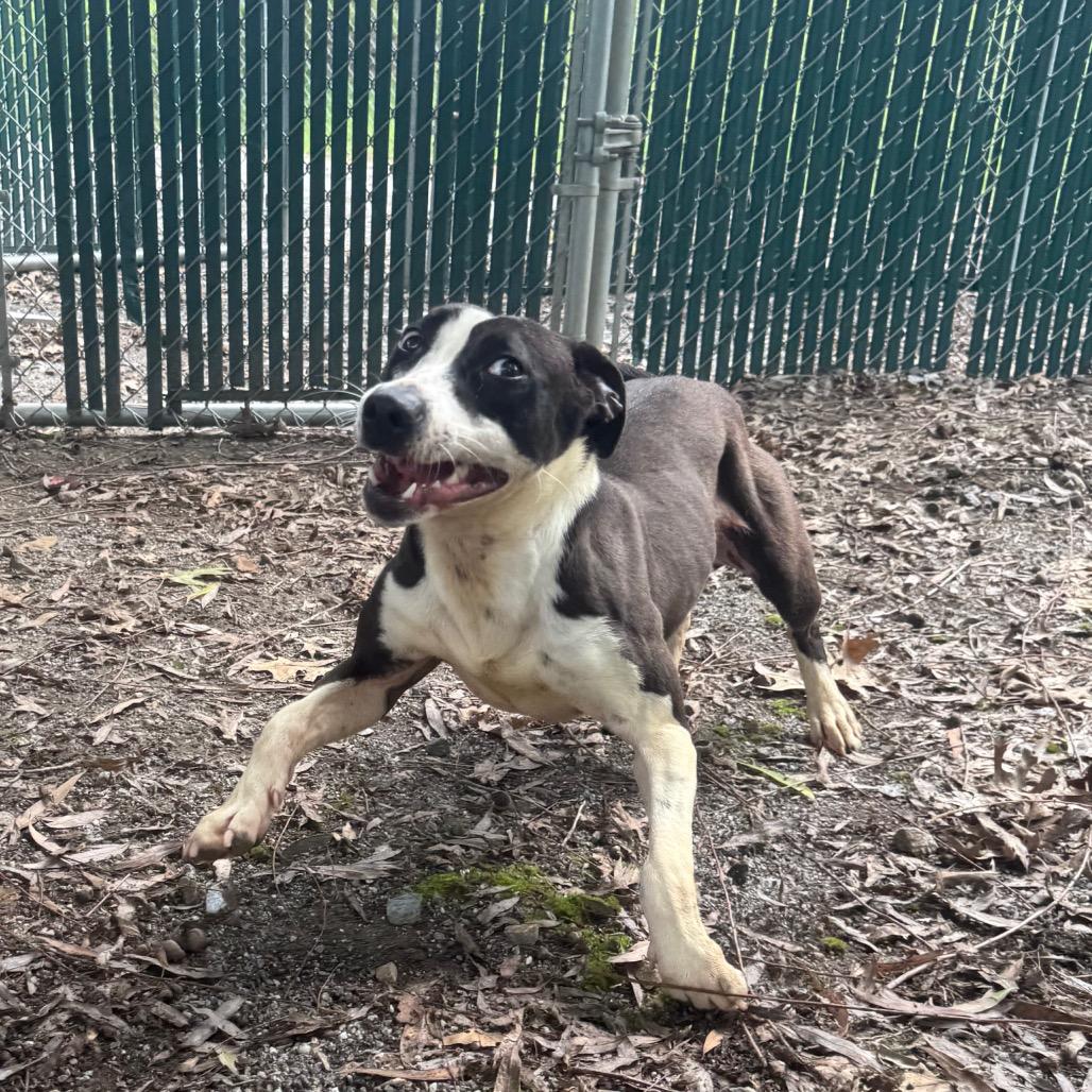 Enlarge Francis, a Adoptable Mixed Breed in Martinsville, VA image 4/6