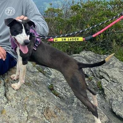 Enlarge Francis, a Adoptable Mixed Breed in Martinsville, VA image 5/6