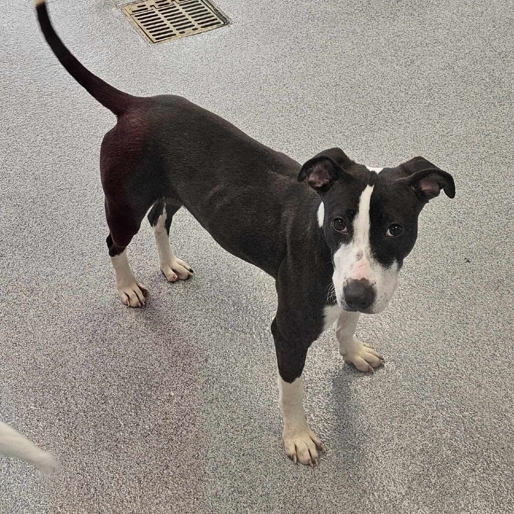 Enlarge Francis, a Adoptable Mixed Breed in Martinsville, VA image 3/3