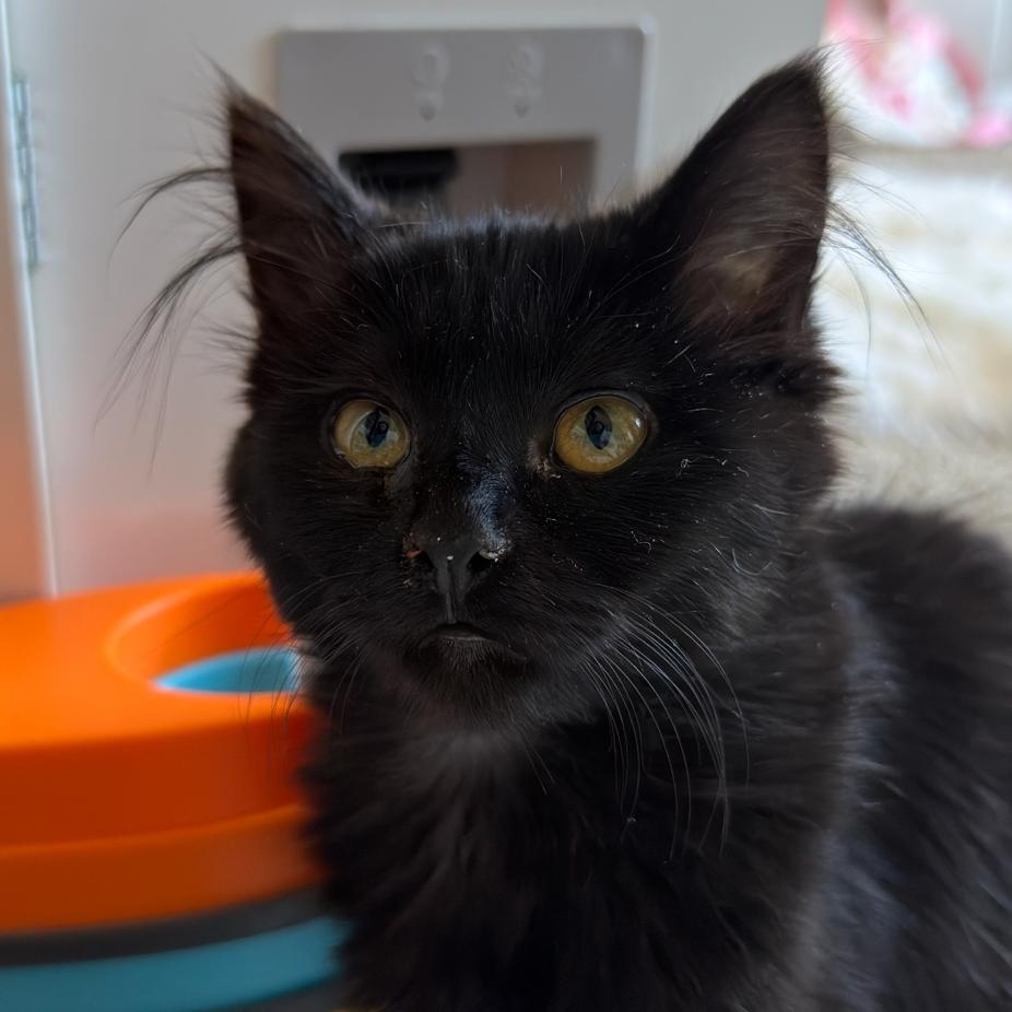 Millie, Adoptable, Kitten Female Domestic Long Hair.