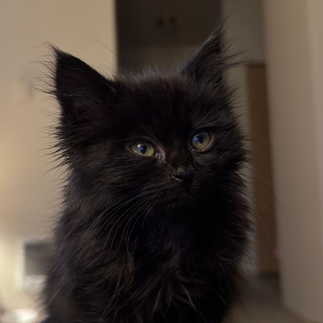Millie, a Adoptable Domestic Long Hair in Newberg, OR image 2/6
