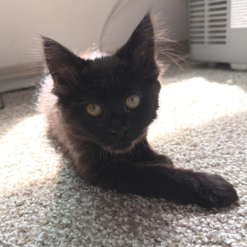 Millie, a Adoptable Domestic Long Hair in Newberg, OR image 3/6