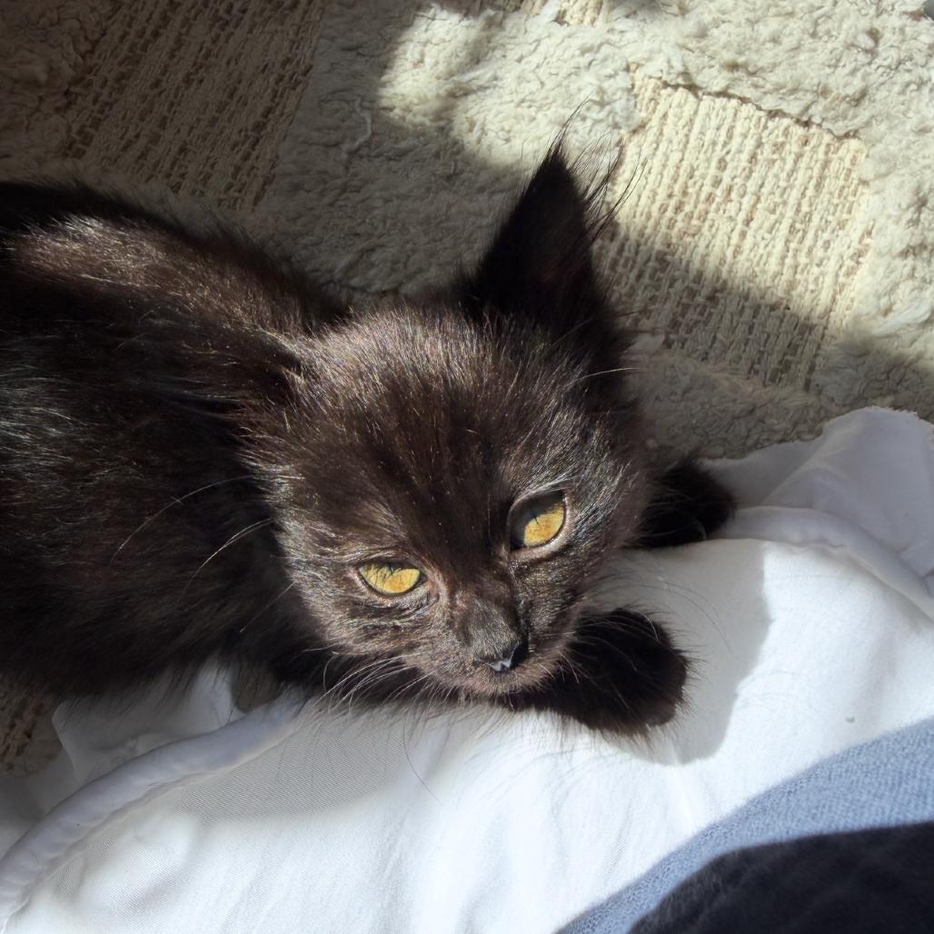 Millie, a Adoptable Domestic Long Hair in Newberg, OR image 4/6
