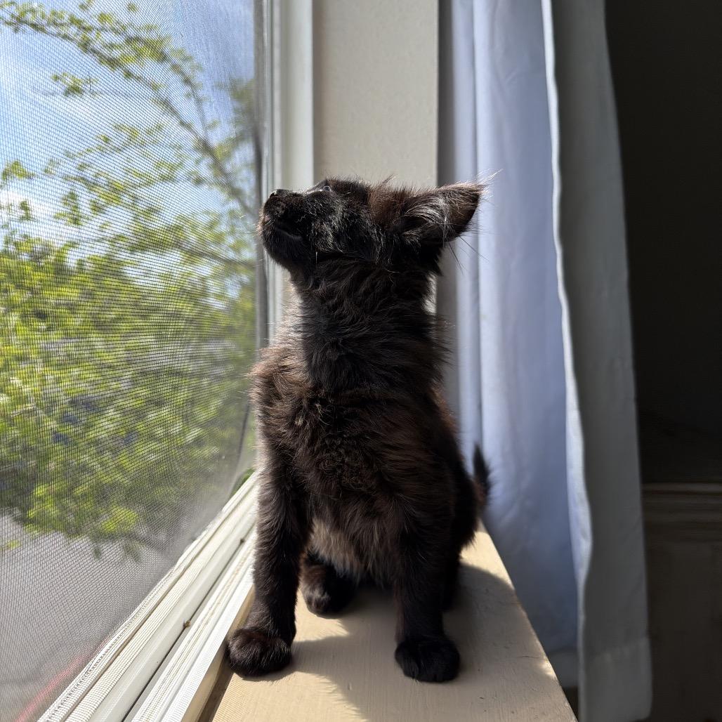 Millie, a Adoptable Domestic Long Hair in Newberg, OR image 5/6