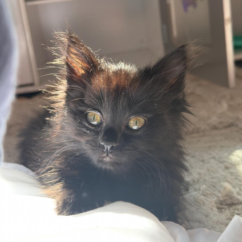 Millie, a Adoptable Domestic Long Hair in Newberg, OR image 6/6