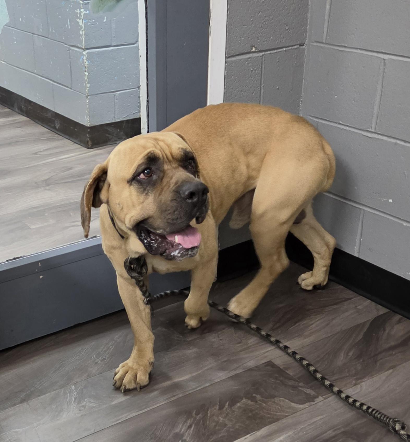 Enlarge Merlin, a Adoptable mixed breed in Trenton, NJ image 2/2