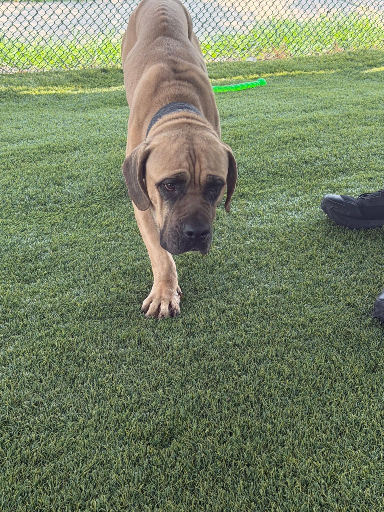 Merlin, Adoptable, Adult Male Mastiff.