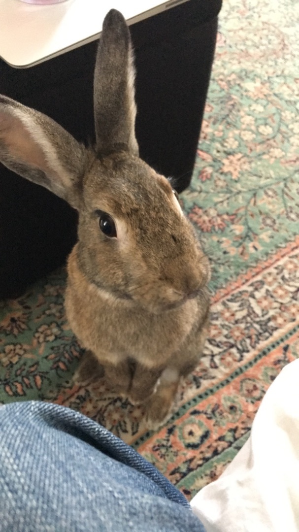 Bonnie & Charlie *Bonded Pair*, a Adoptable Bunny Rabbit in Edina, MN image 1/6