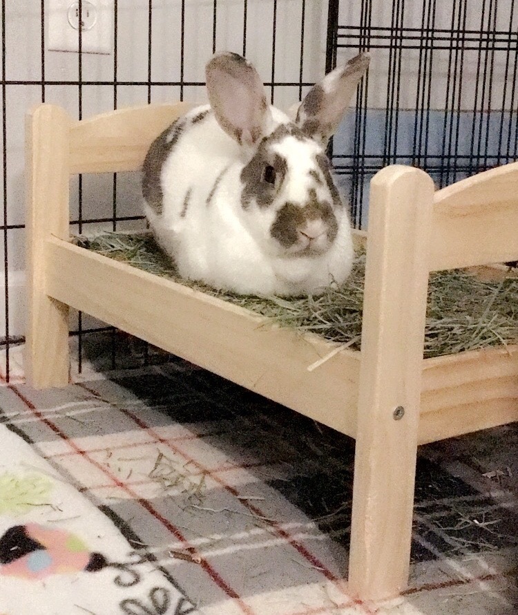 Bonnie & Charlie *Bonded Pair*, a Adoptable Bunny Rabbit in Edina, MN image 2/6
