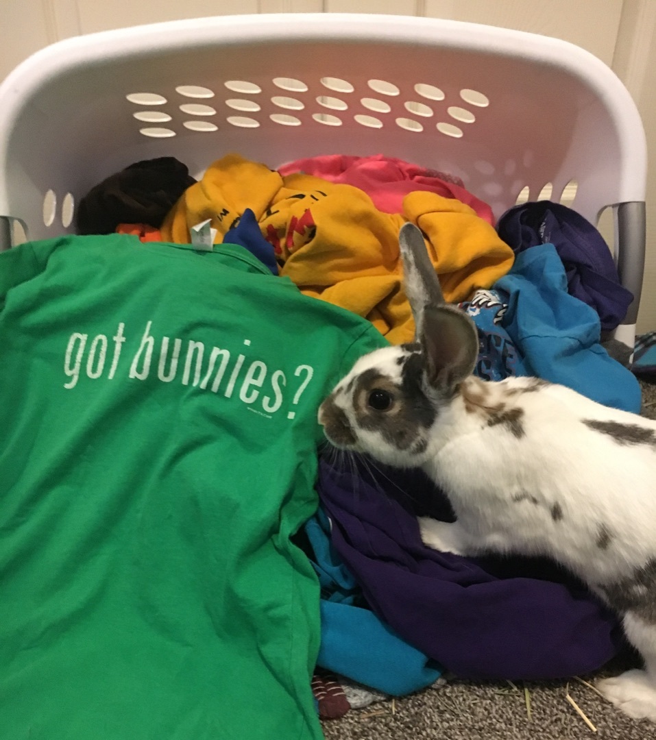 Bonnie & Charlie *Bonded Pair*, a Adoptable Bunny Rabbit in Edina, MN image 3/6